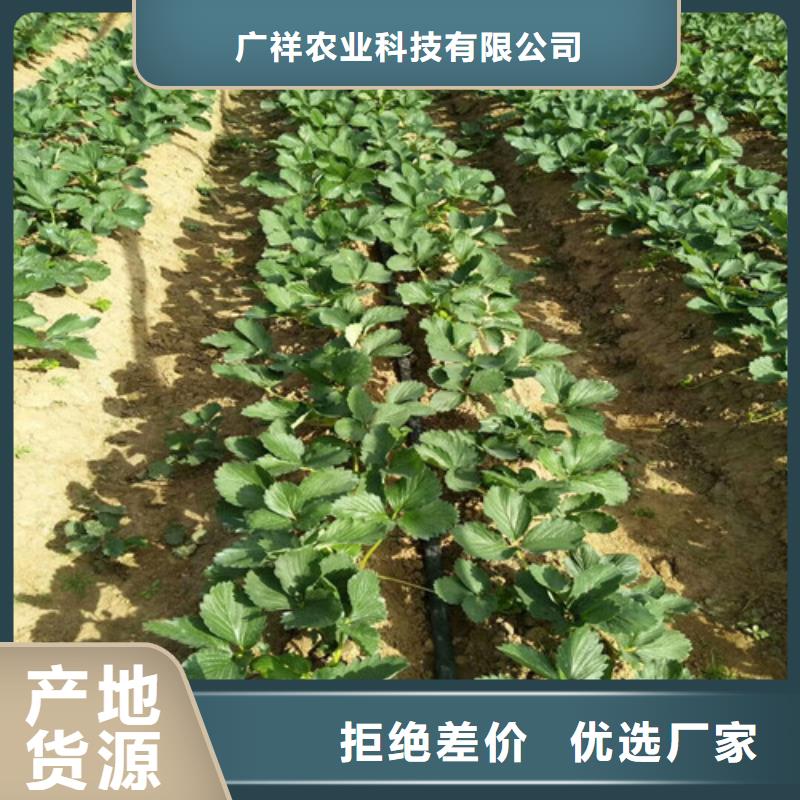 草莓苗果树苗批发基地质量牢靠