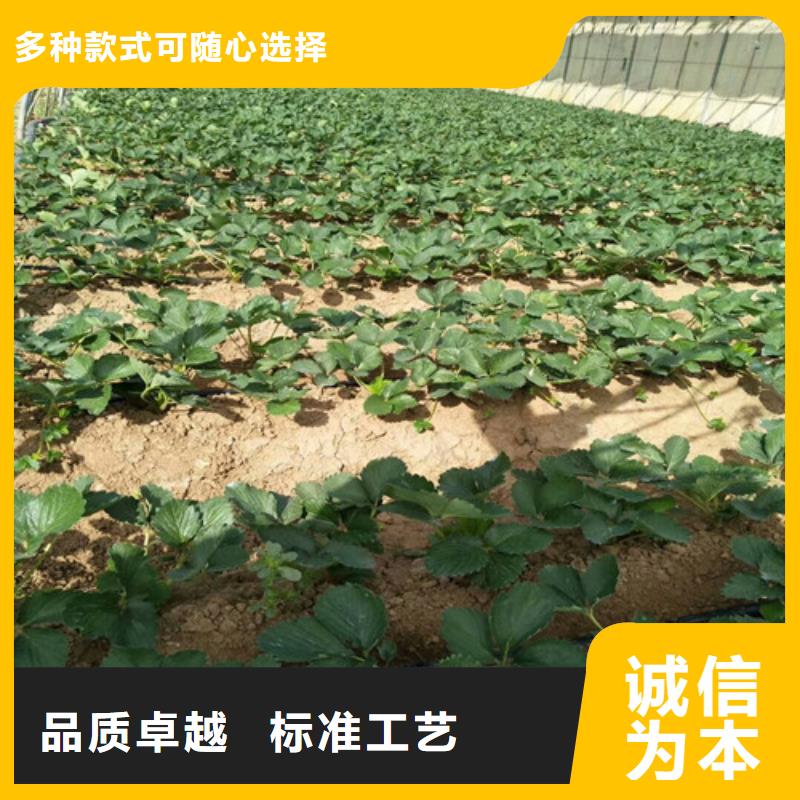 【草莓苗蓝宝石葡萄苗价格实惠】