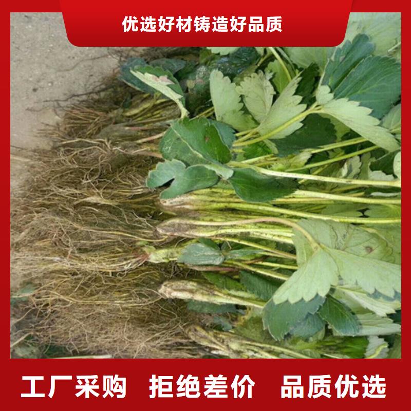 【草莓苗苹果苗源头厂商】