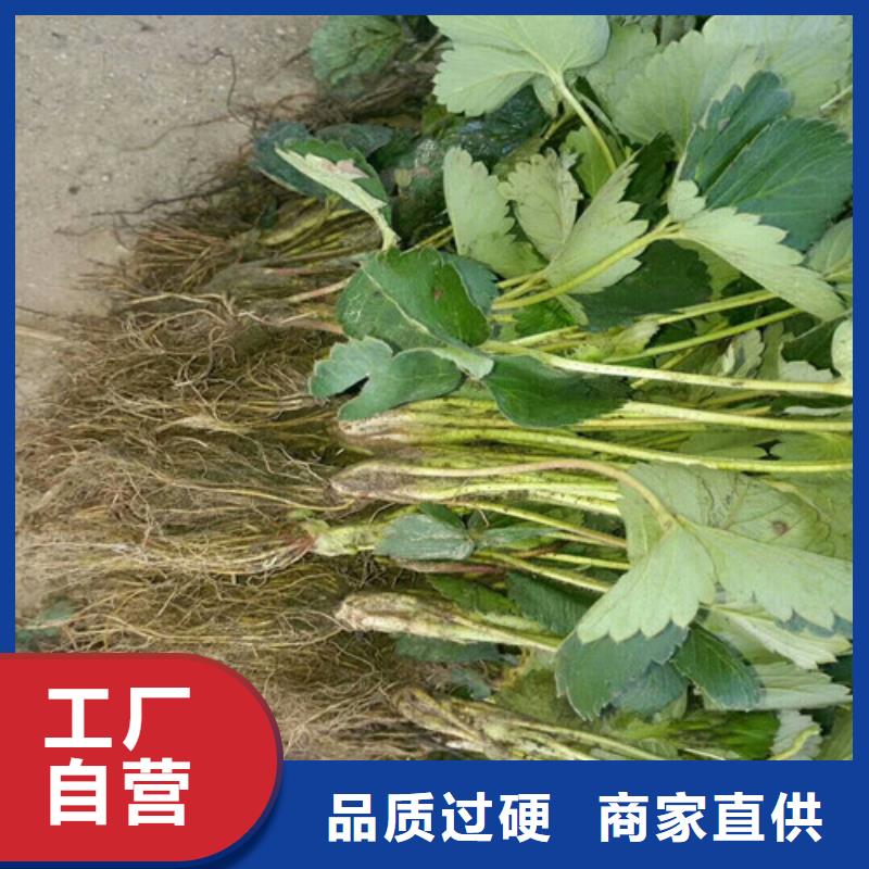 草莓苗_大红袍花椒苗规格型号全