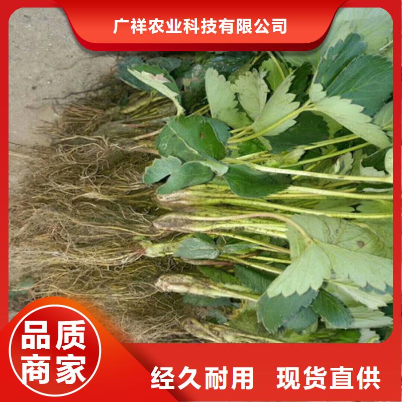 【草莓苗,樱桃苗根据要求定制】