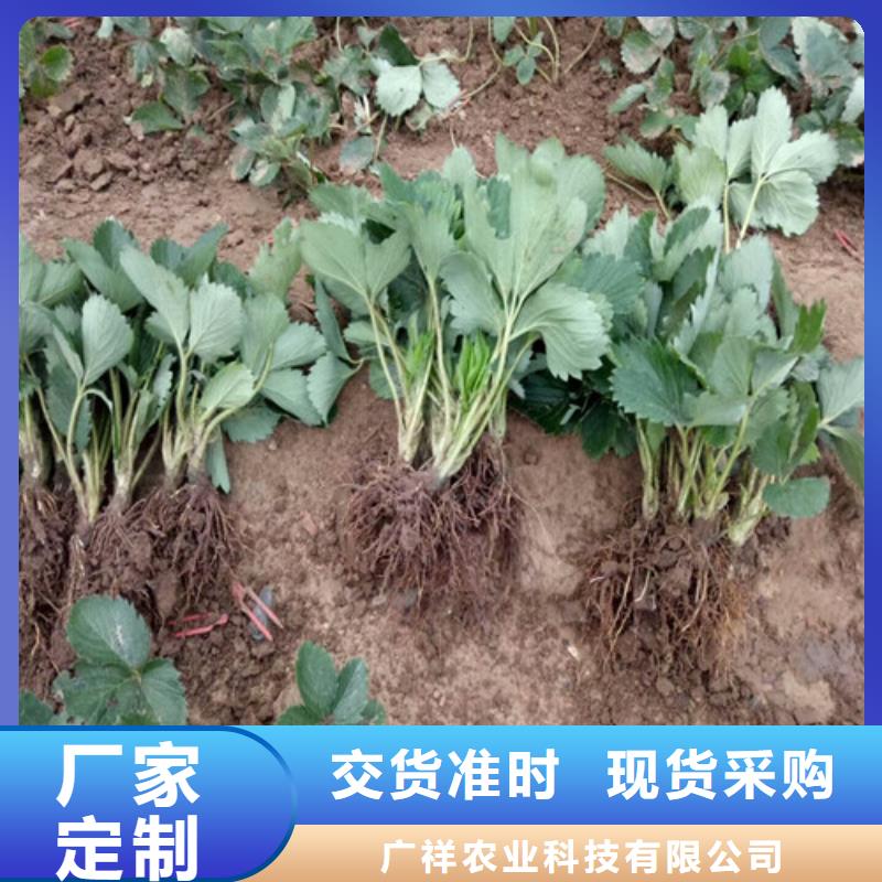 【草莓苗】-果树苗批发基地详细参数