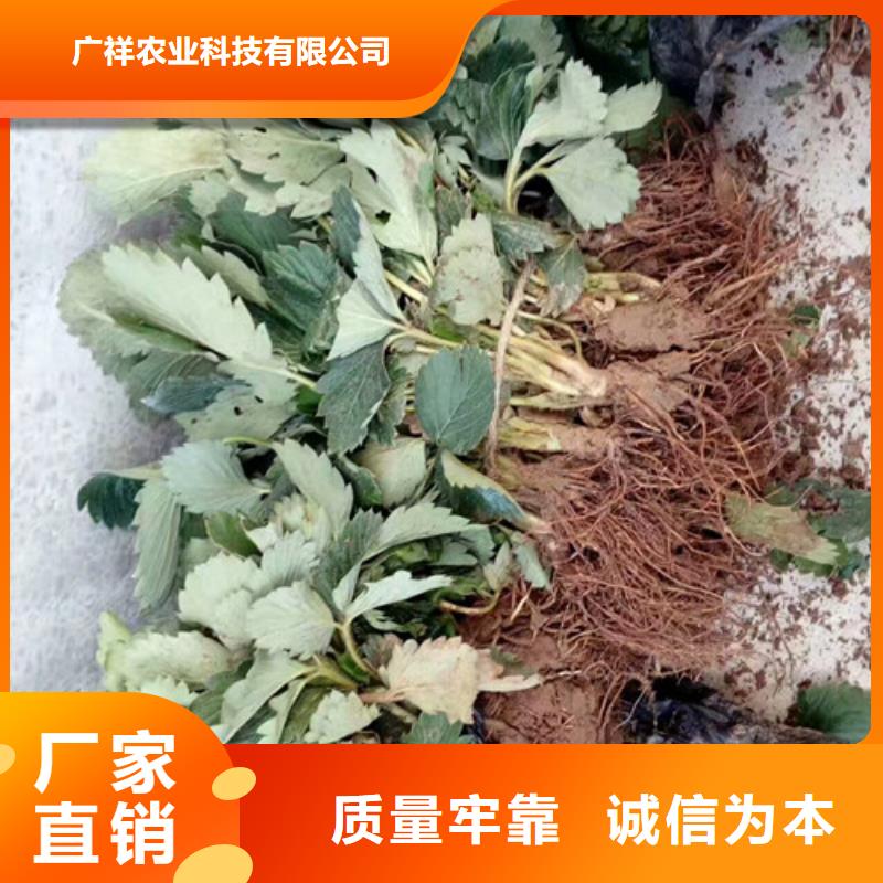 【草莓苗梨树苗质量优价格低】