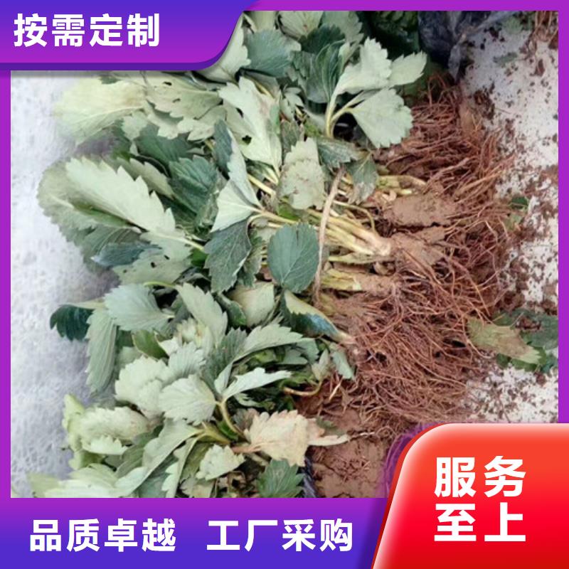 【草莓苗】-果树苗专业厂家