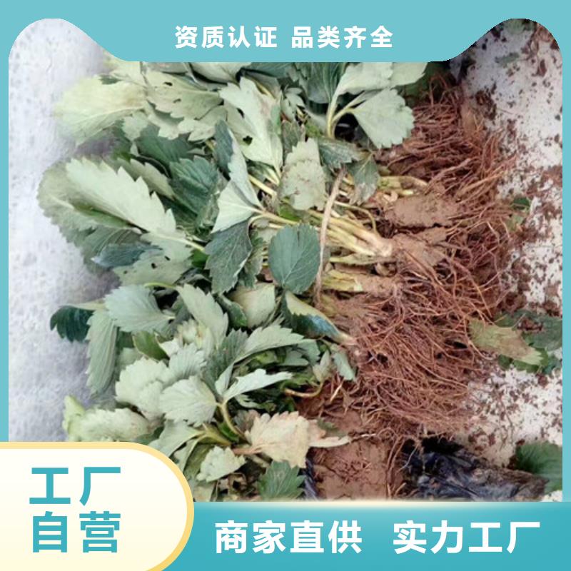 草莓苗果树苗批发基地发货及时