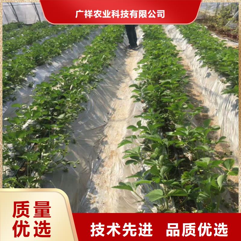 草莓苗【桃树苗基地】全新升级品质保障