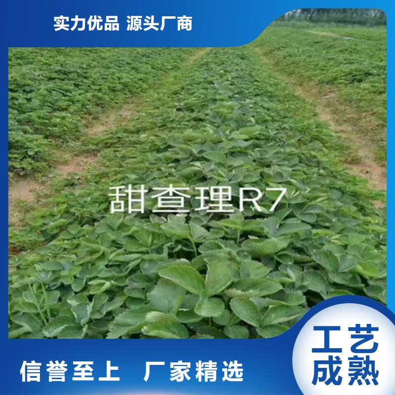 草莓苗【大棚草莓苗】工厂采购