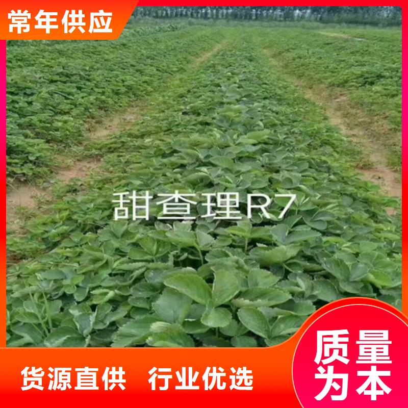 草莓苗【樱桃苗】源头工厂量大优惠