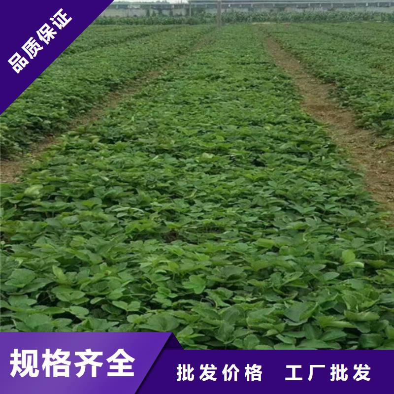 【草莓苗】大棚草莓苗敢与同行比服务