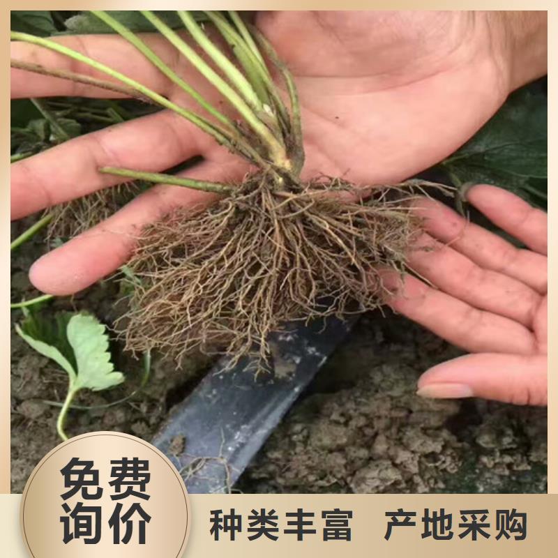 草莓苗梨树苗基地一站式采购商