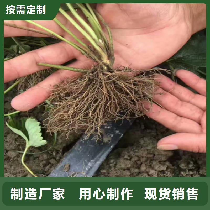 草莓苗草莓苗价格工厂现货供应