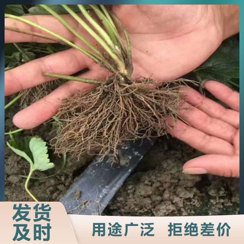 【草莓苗大棚草莓苗层层质检】