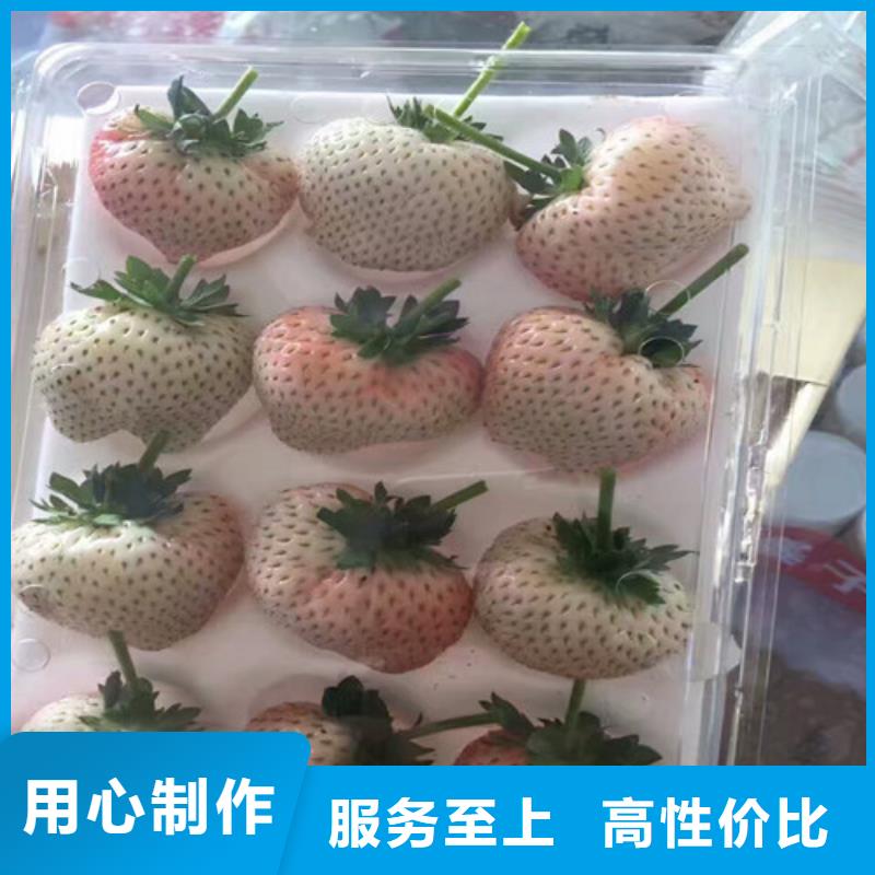 【草莓苗,草莓苗价格客户好评】