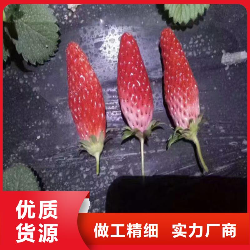 草莓苗桃树苗按需定做