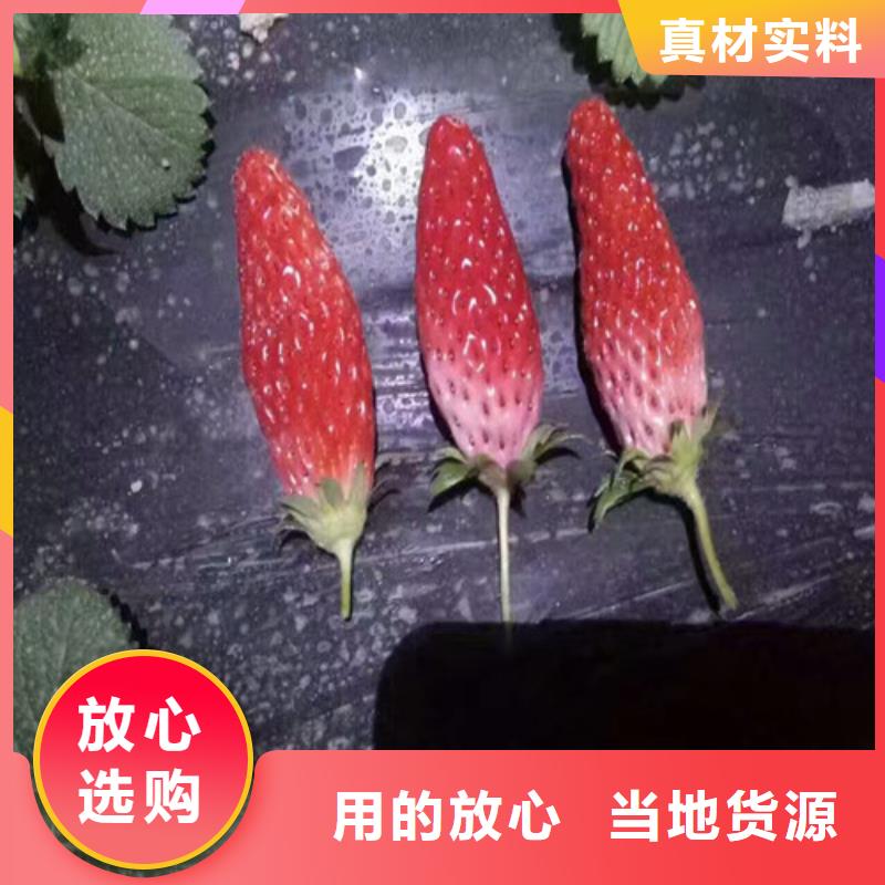 草莓苗火箭大樱桃树苗优选原材