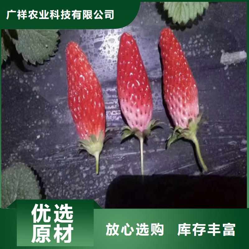 草莓苗樱桃苗同行低价