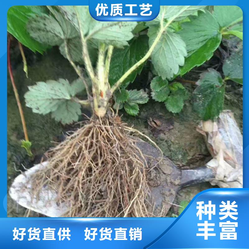 草莓苗-苹果苗基地质量优价格低