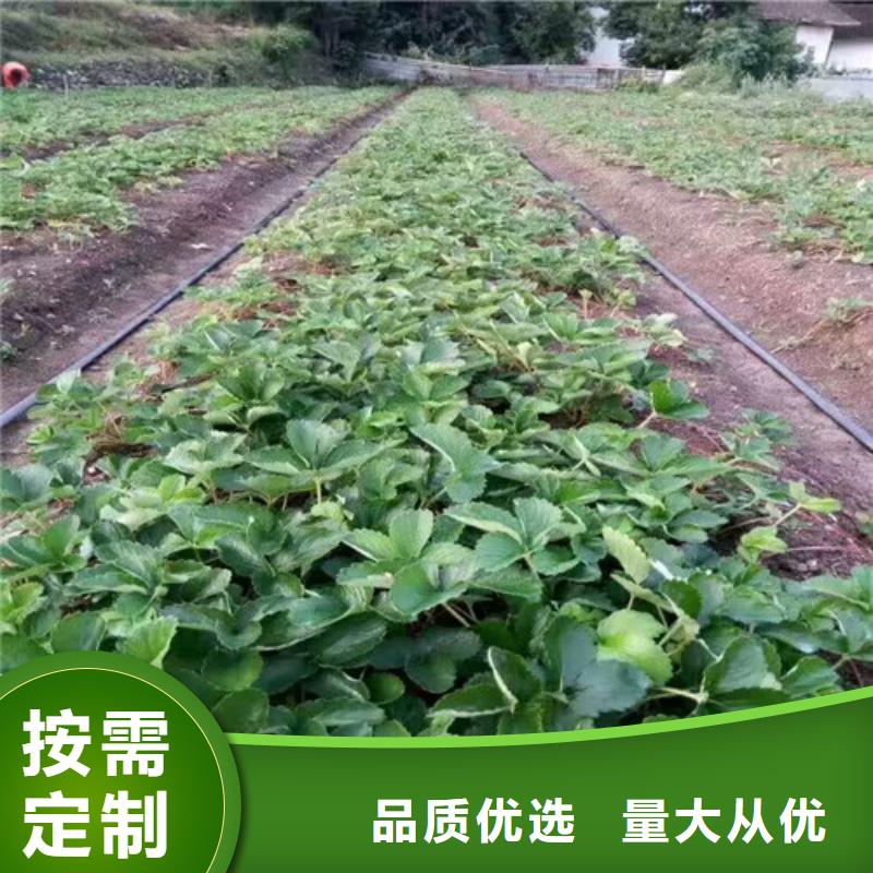 草莓苗【樱桃苗】源头工厂量大优惠