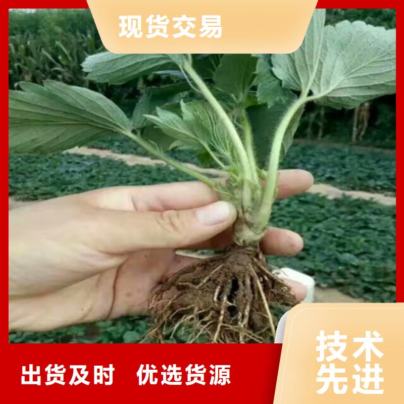 【草莓苗草莓苗价格源头厂家经验丰富】