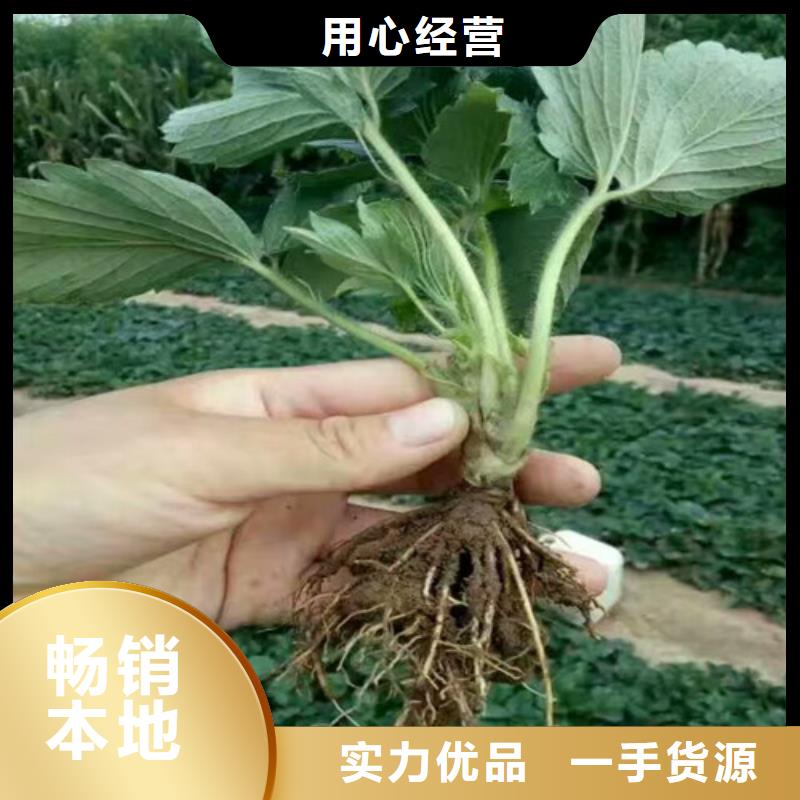 草莓苗大棚草莓苗按需定制真材实料