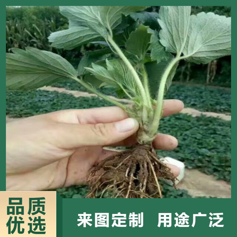 草莓苗 【油蟠桃树苗】专业信赖厂家