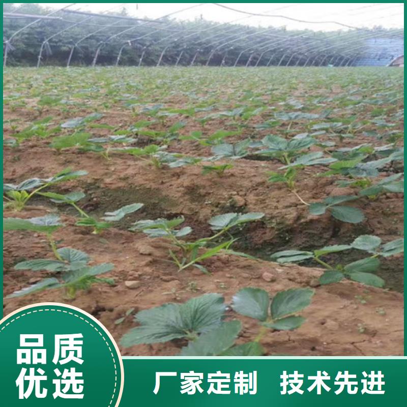 草莓苗草莓苗价格工厂现货供应