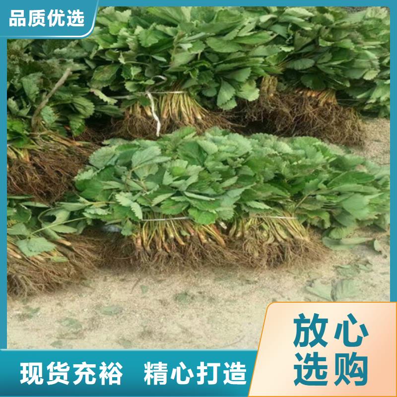 【草莓苗梨树苗质量优价格低】