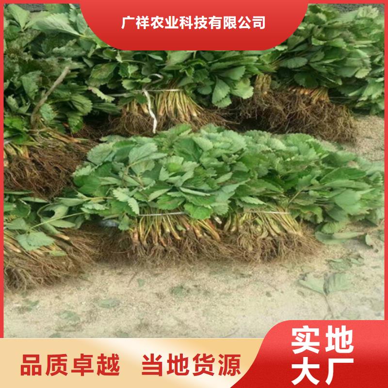 【草莓苗】-阳光玫瑰葡萄树苗专业品质