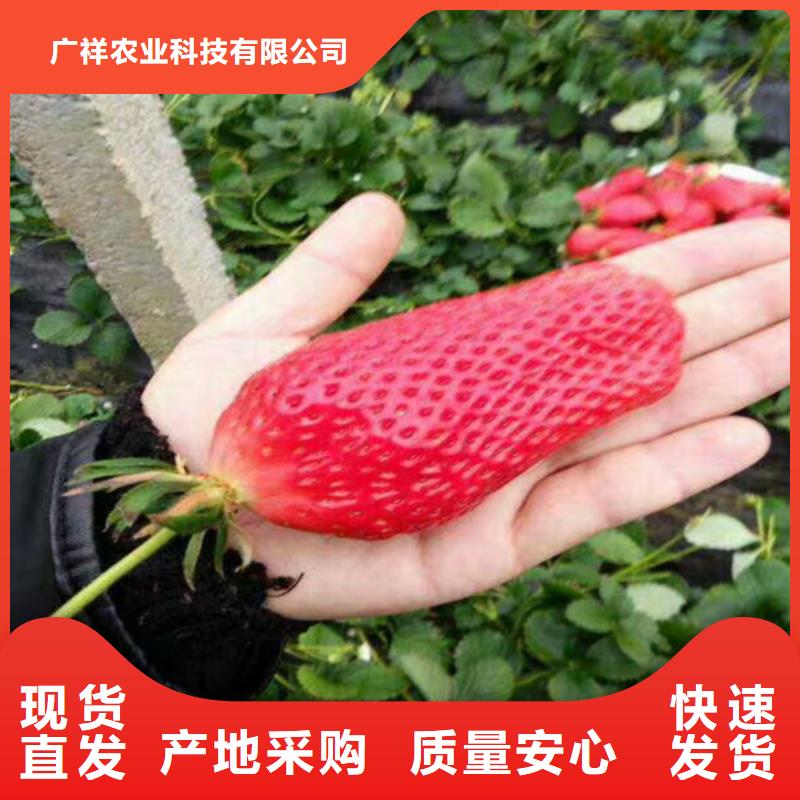 草莓苗草莓苗价格质检合格发货