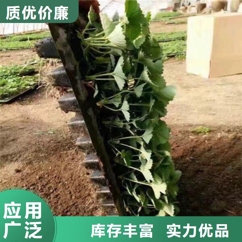 草莓苗草莓苗价格工厂现货供应