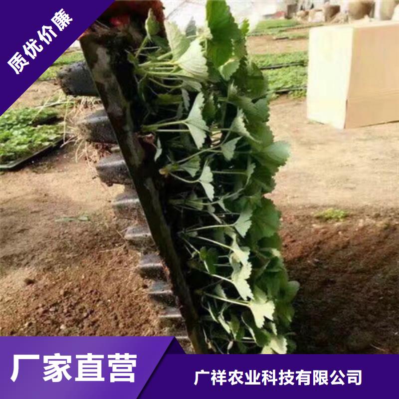 草莓苗桃树苗量大从优