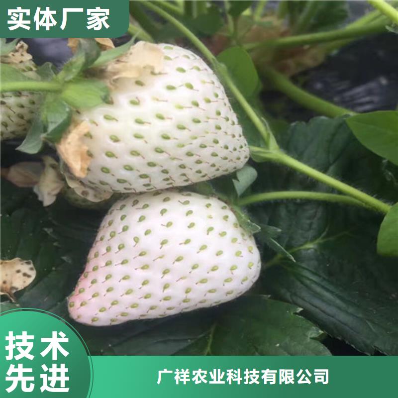 草莓苗-【草莓苗价格】厂家