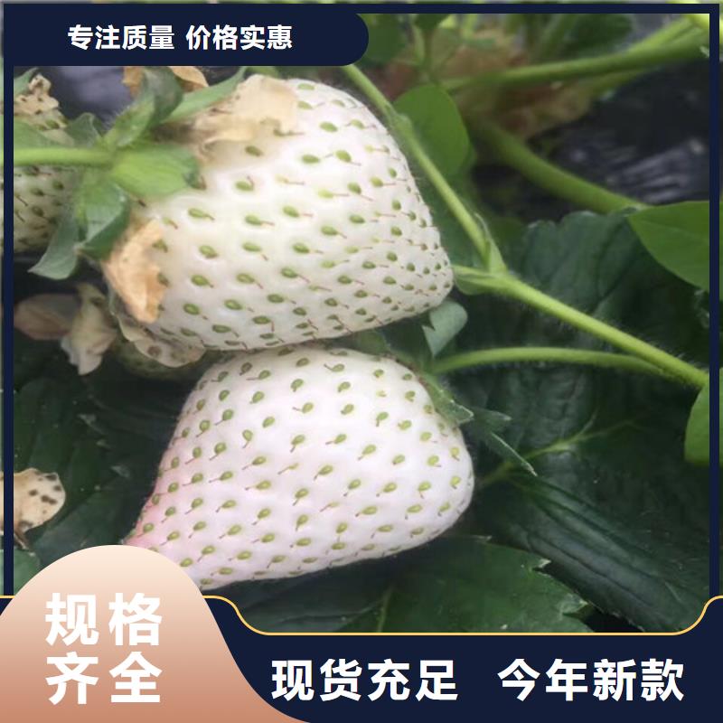 草莓苗【桃树苗】追求细节品质