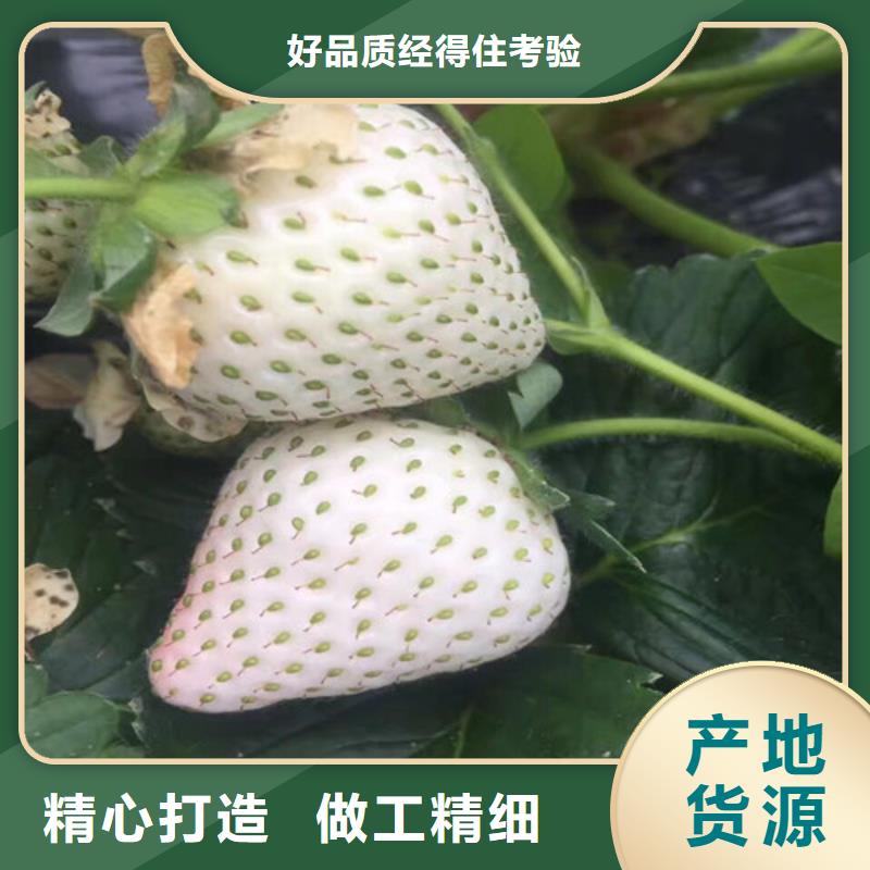 草莓苗【大棚草莓苗】工厂采购