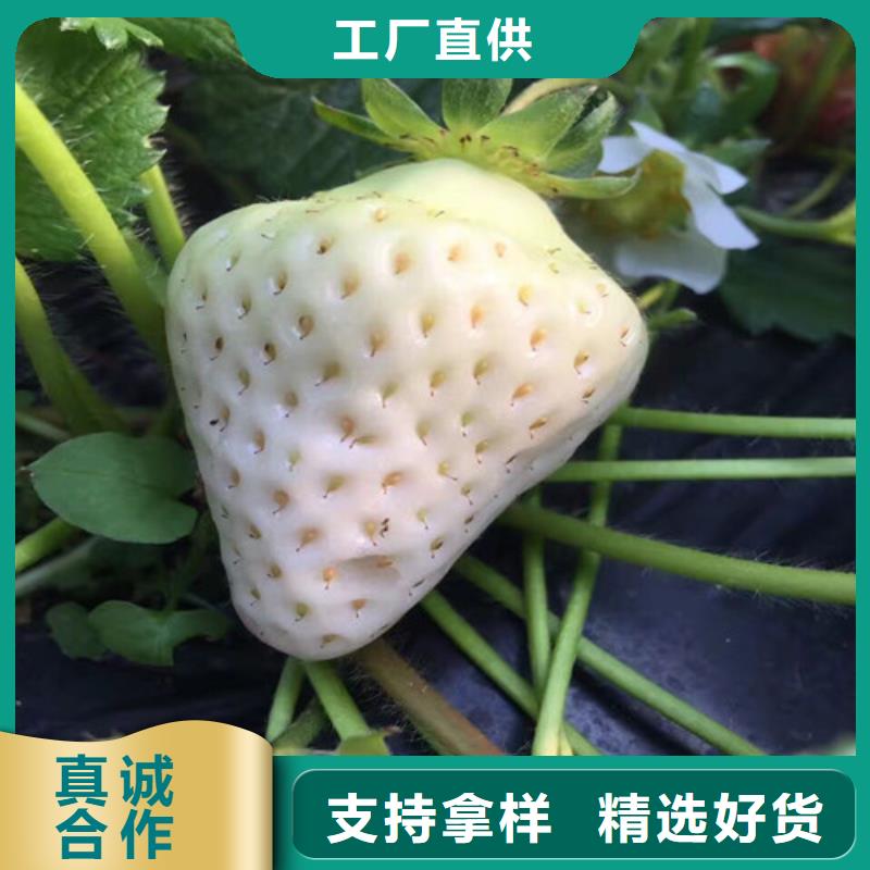 【草莓苗大棚草莓苗层层质检】