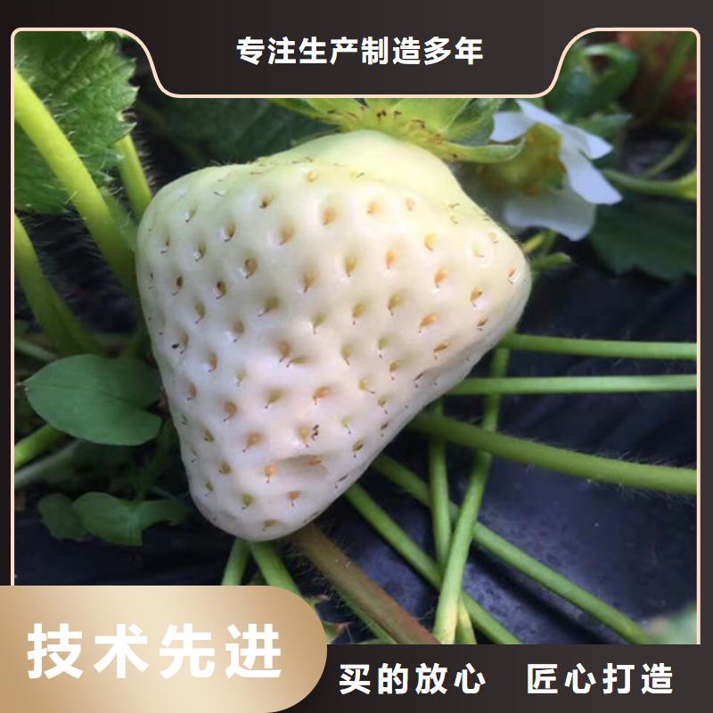 草莓苗_【蓝莓苗】一手货源源头厂家