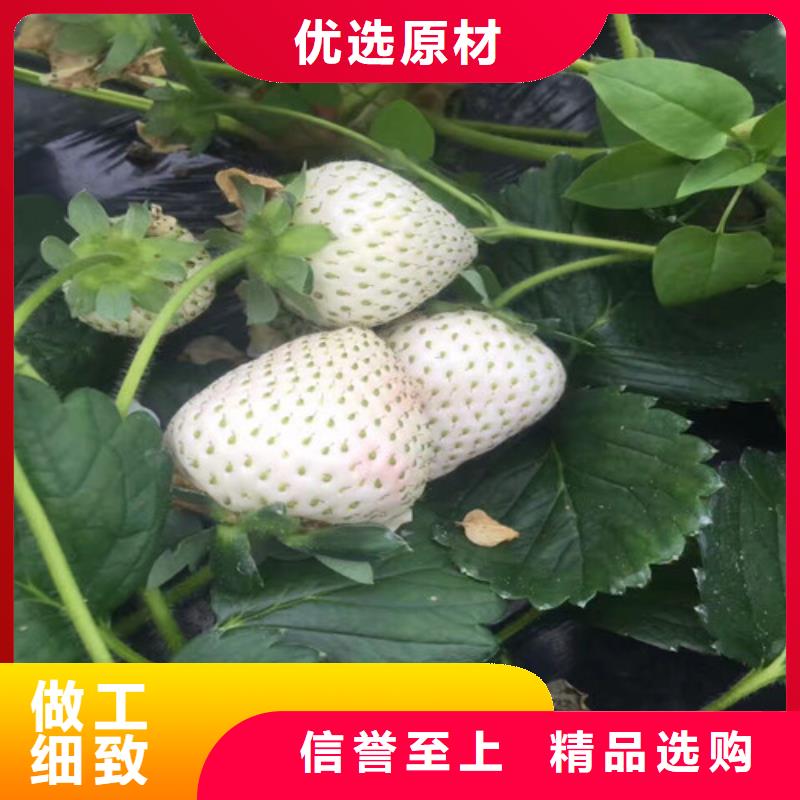 【草莓苗艾琳娜西梅树苗定制速度快工期短】