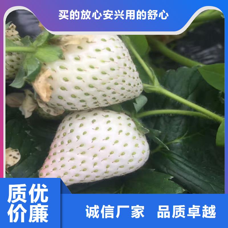 草莓苗樱桃苗欢迎来电咨询