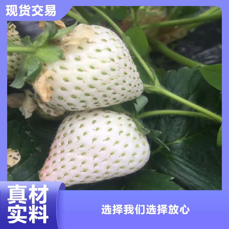 草莓苗樱桃苗联系厂家