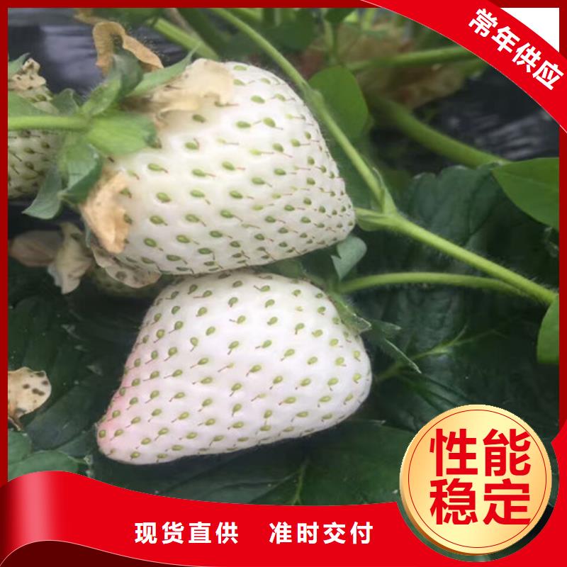 草莓苗【大棚草莓苗】工厂采购