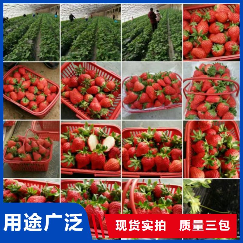 【草莓苗】红颜草莓匠心品质