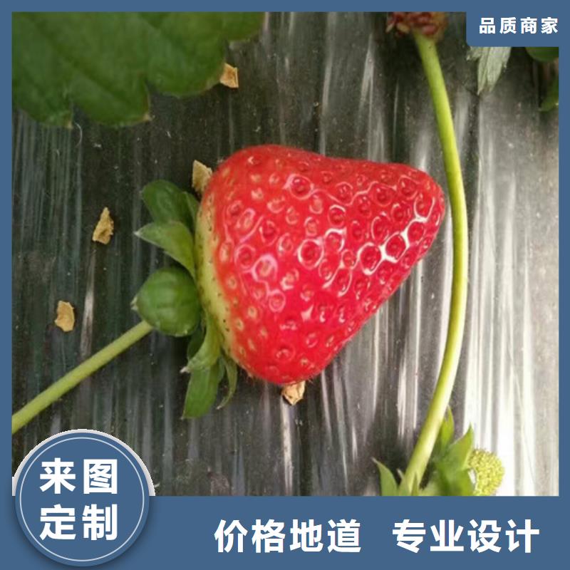 【草莓苗】红颜草莓匠心品质