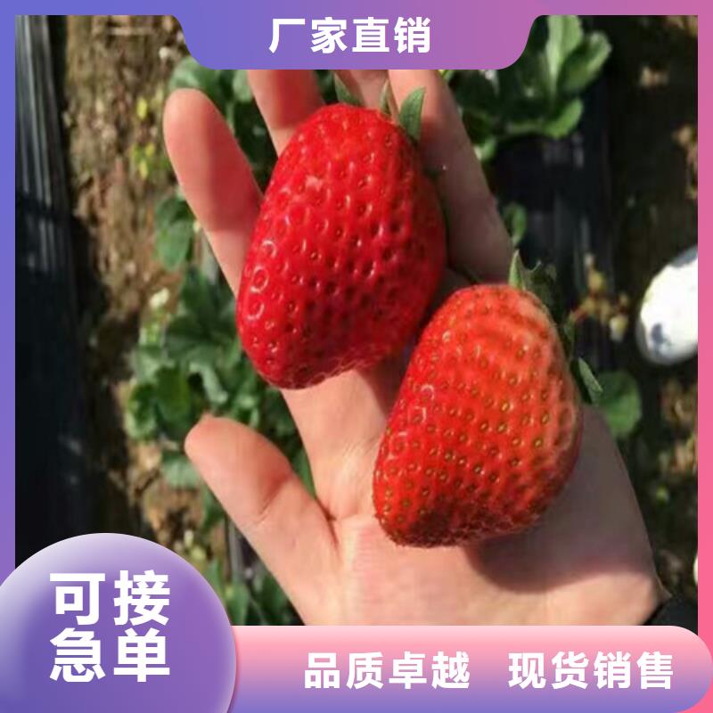 草莓苗,油桃树苗种类齐全