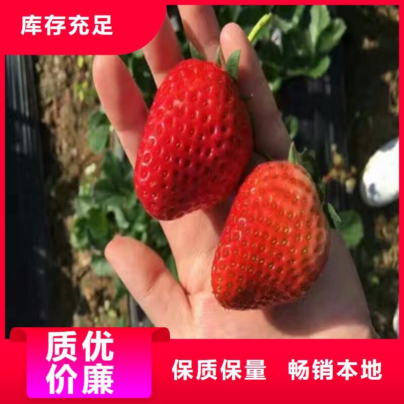 【草莓苗】,果树苗可零售可批发