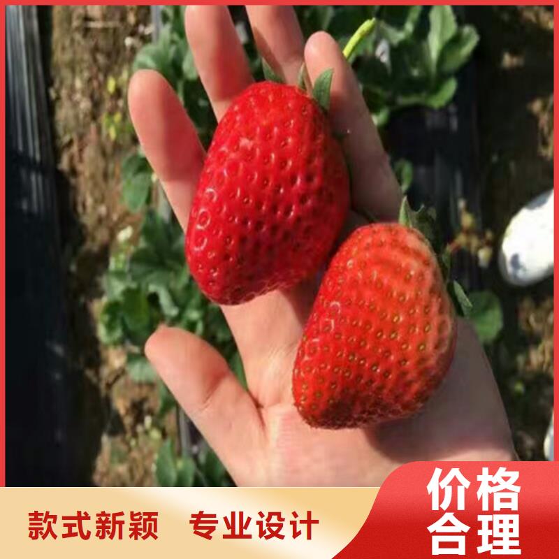 草莓苗_大棚草莓苗无中间商厂家直销