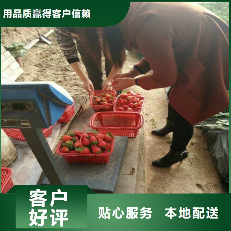 草莓苗毛蟠桃树苗基地用的放心