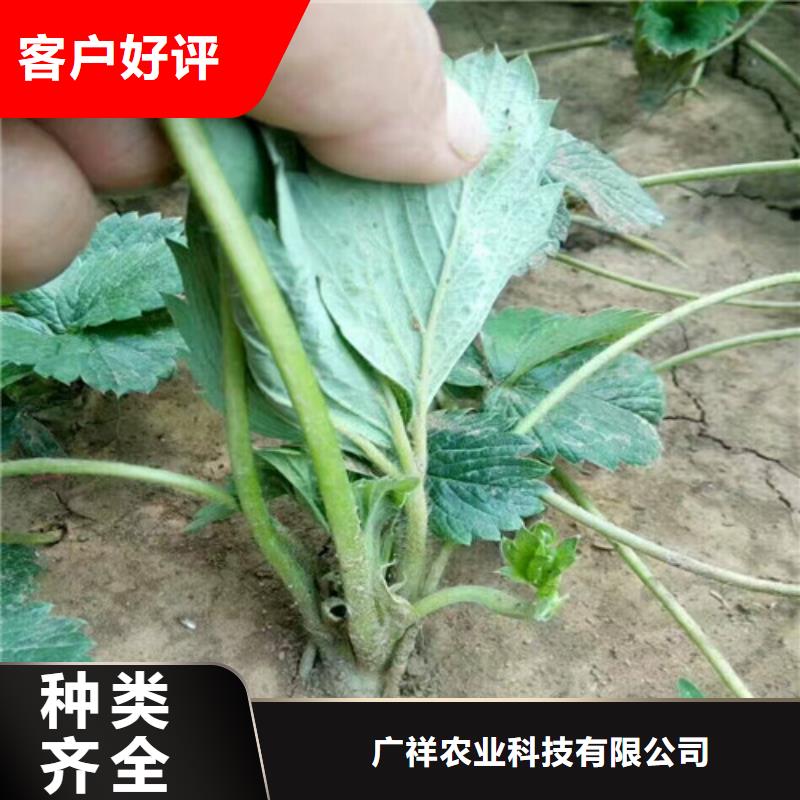 草莓苗毛蟠桃树苗基地用的放心