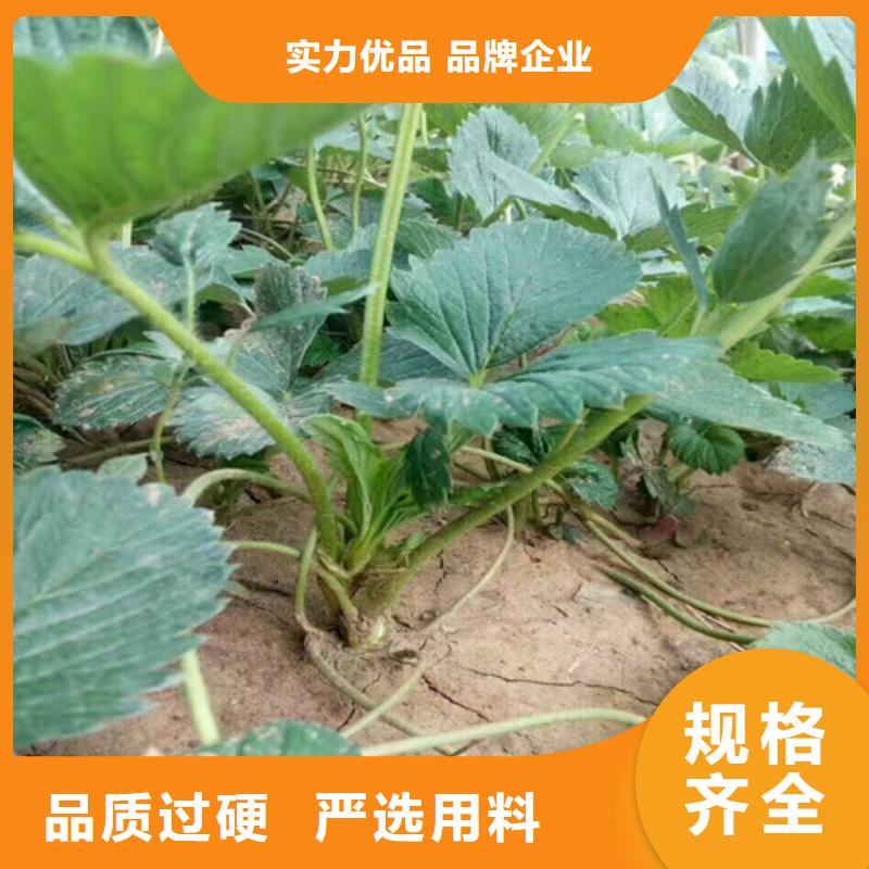 草莓苗苹果苗推荐商家