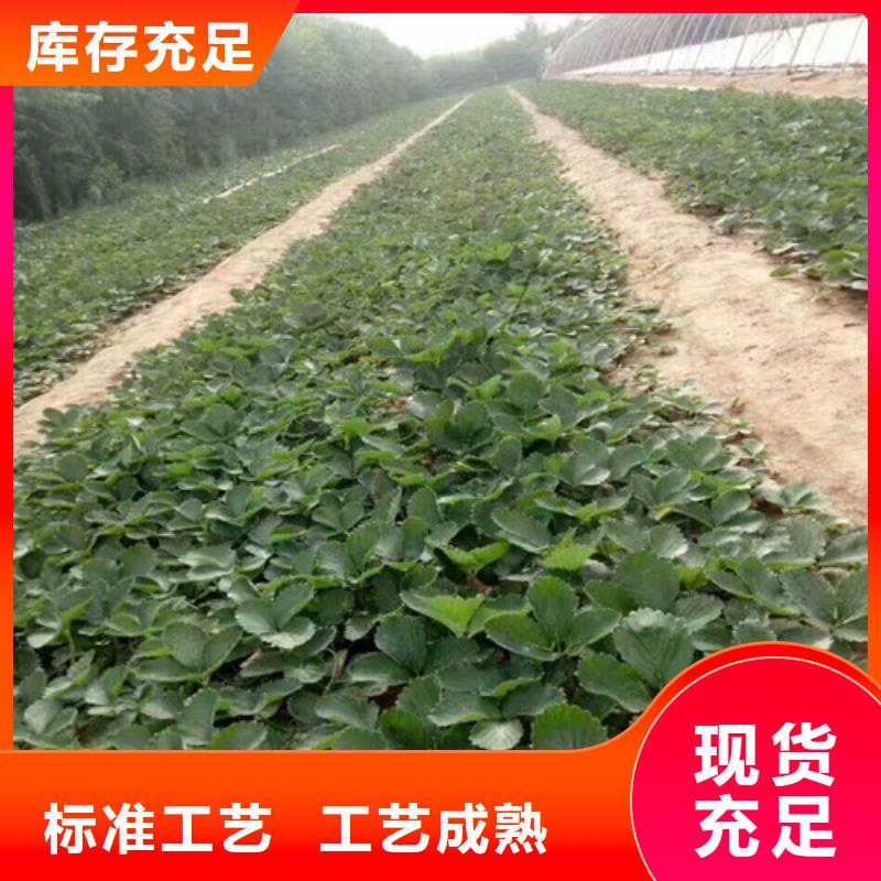 【草莓苗】大棚草莓苗敢与同行比服务