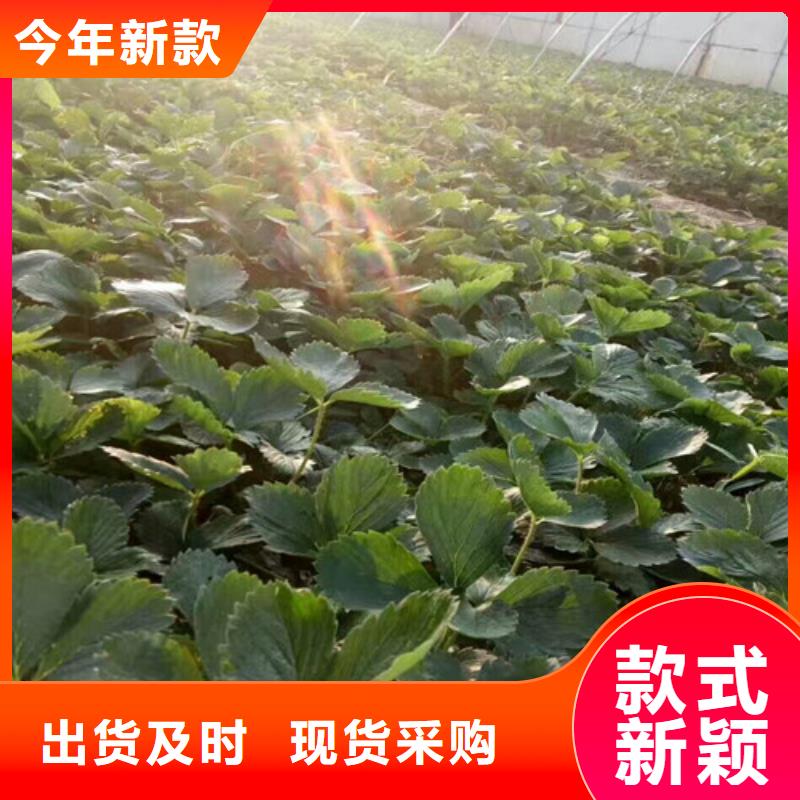 草莓苗,冬桃树苗应用范围广泛